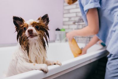 Pet Grooming and Pet Sitting Insurance in Burnsville, MN by River City Insurance Agency, Inc