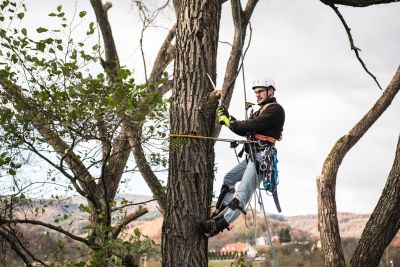 Tree Trimming Insurance in Burnsville, MN by River City Insurance Agency, Inc